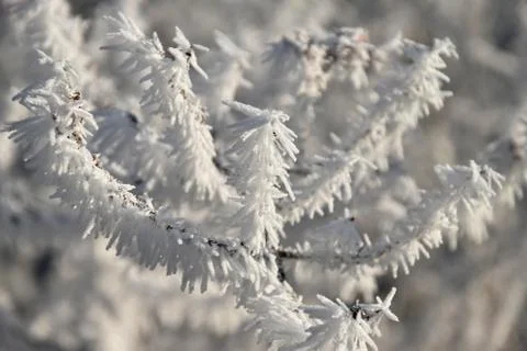 Frozen grass in winter. Stock Photos