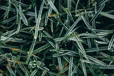 Frozen grass, at winter Stock Photos