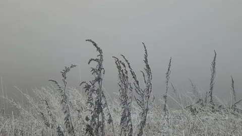 Frozen grass in the winter in the wind Stock-Footage 221013522