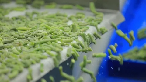 Frozen Green Beans Processing Factory Stock Footage 126066433