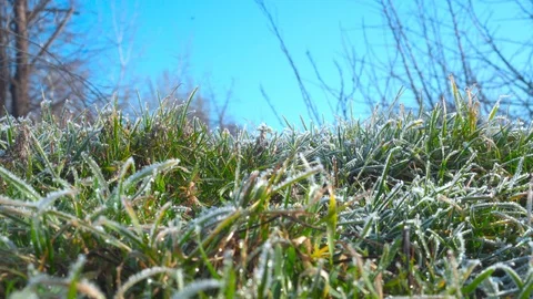Frozen on green grass in the forest on a background of blue sky. Stock Footage 123172595