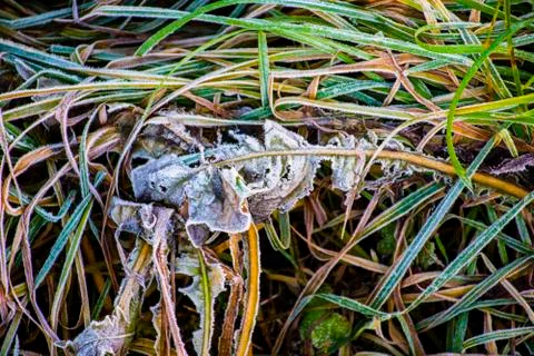 Frozen green grass one Stock Photos
