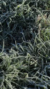 Frozen green grass Stock Photos