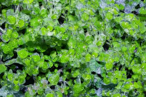 Frozen green grass texture background. Stock Photos