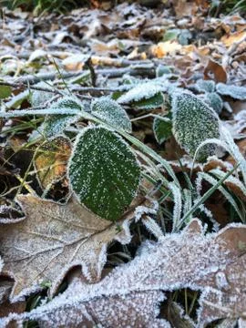 Frozen green leaf Stock Photos