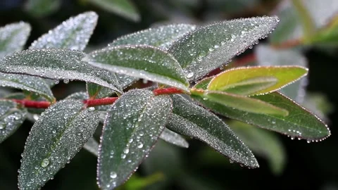 Frozen green leave macro, winter background Stock Footage 218808393