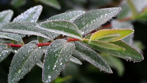 Frozen green leave macro, winter background Stock Footage 218966614