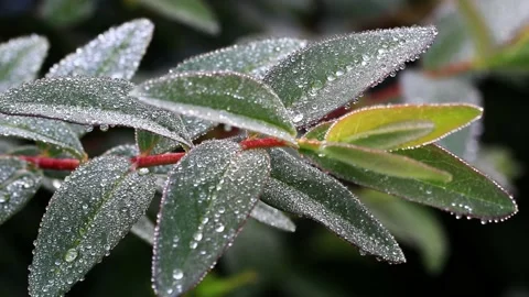Frozen green leave macro, winter background Stock Footage 221568843