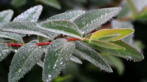 Frozen green leave macro, winter background Stock Footage 231041454