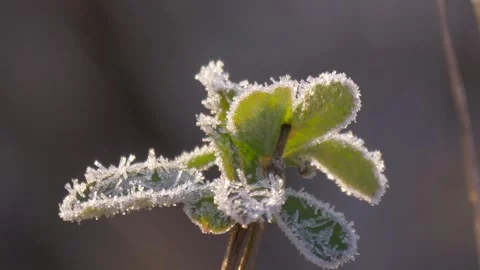 Frozen green leaves Stock Footage 280937429