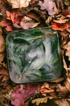 Frozen green leaves in ice cube on autumn orange leaves Stock Photos