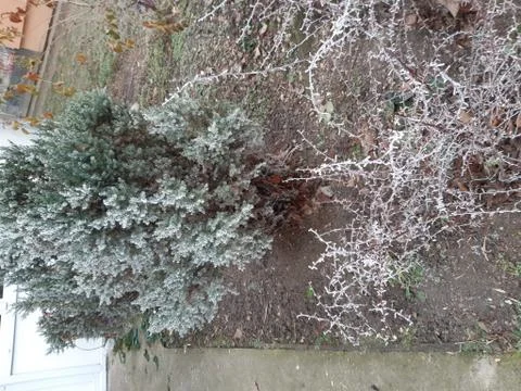 Frozen greenery Stock Photos