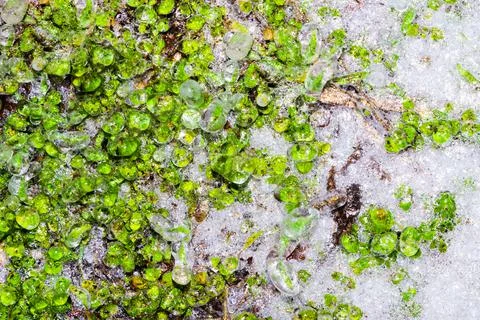 Frozen ground with grass texture background. Stock Photos