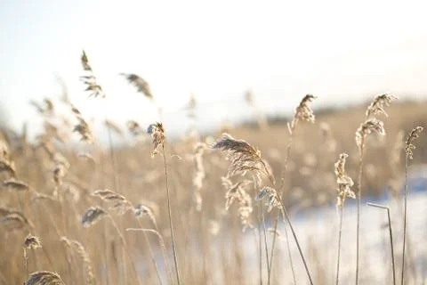 Frozen hay Foto stock