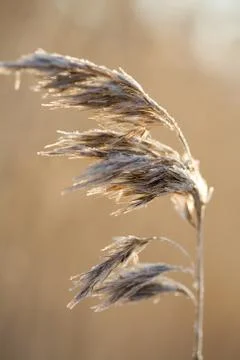 Frozen hay Stock Photos