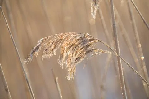 Frozen hay Foto stock