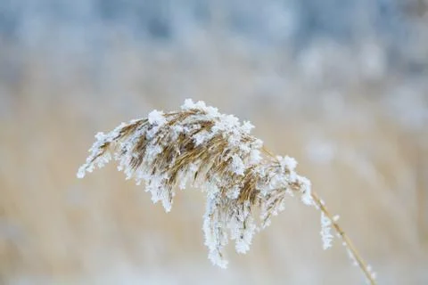 Frozen hay Foto stock