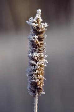 Frozen hay Photos