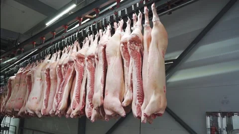 Frozen headless pork carcasses moved along a conveyor to the meat processing Stock Footage 282815117