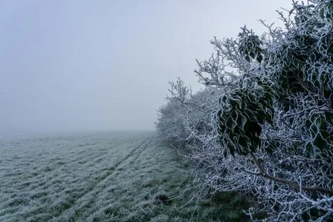 Frozen hedgerow Stock Photos