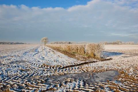 Frozen hedgerows Stock Photos