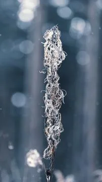 Frozen herb on blurred background Foto stock