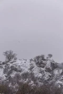 Frozen hill with trees Stock Photos