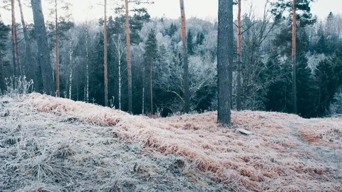 Frozen hills in winter forest, smooth aerial motion Video stock 99687016