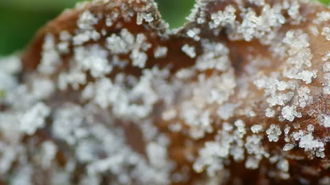 Frozen Ice and Snowflake 動画素材 101025990