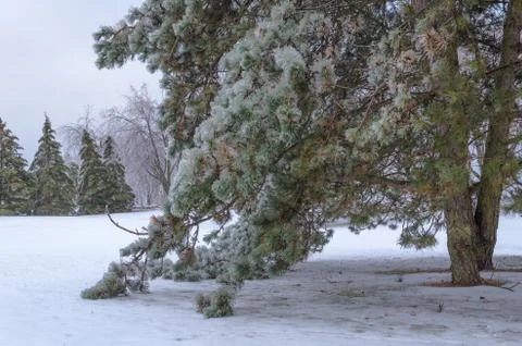 Frozen ice branches of a pine tree. whitby, ontario, canada. winter time Stock Photos