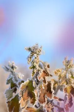 Frozen ice covered flower. Winter nature background. Stock Photos