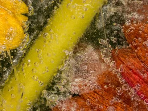 Frozen in ice Stock Photos