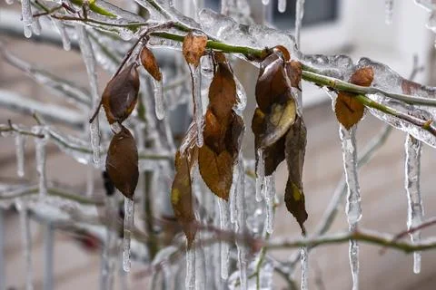 Frozen in the ice tree branches close up 写真素材