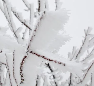 Frozen in the ice tree branches Stock Photos