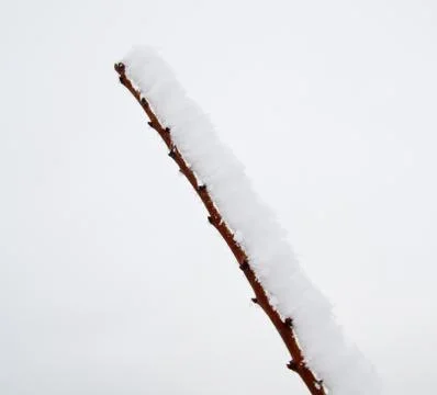 Frozen in the ice tree branches Stock Photos