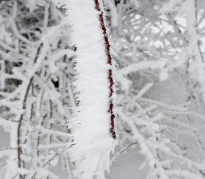 Frozen in the ice tree branches Stock Photos