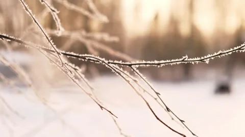 Frozen iced branches of birch tree against sun during sunny day in winter. Macro Stock Footage 335585525