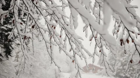 Frozen iced branches of deciduous tree during sunny day in winter. Close up view Stock Footage 226201571