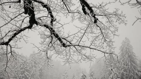 Frozen iced branches of tree in winter. Close up view of branches covered by Stock Footage 224536838