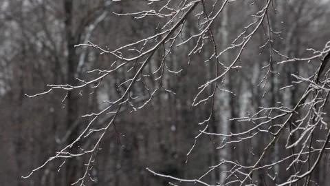 Frozen Iced Branches Of Tree In Winter. Close Up View Of Branches Covered By Sno Stock Footage 264981542