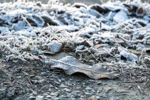 Frozen iced leaf and grass on the ground covered in hoar frost a cold day Stock Photos