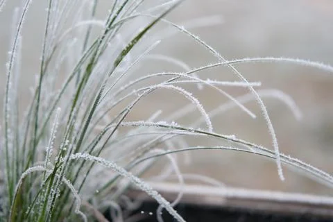 Frozen iced tree branches and leaves during foggy cold day. Macro close up vi Stock Photos