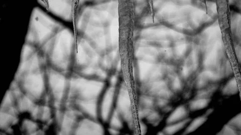 Frozen Icicle Hangs From Tree In Middle Of Winter Stock Photos