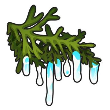 Frozen icicles on the branch of a coniferous tree isolated on white background Stock Illustration