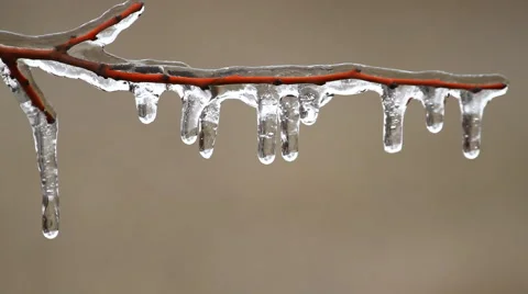 Frozen Icicles on the branch in December Vidéo 44254089