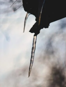 Frozen icicles hanging from a tree in the forest Stock Photos