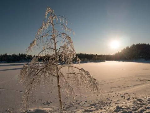 Frozen icy tree glitter in the sunset over the snow lake Stock Photos