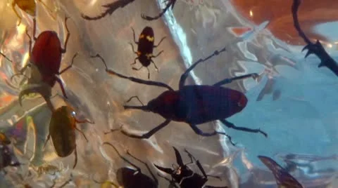 Frozen Insects, Bugs, Spiders and Critters Stock-Footage 10718520