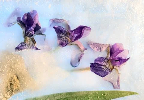 Frozen iris flower Foto stock