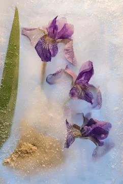 Frozen iris flower Foto stock
